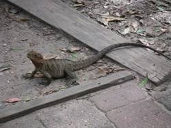 Toujours la faune de Byron Bay (dans le camping)